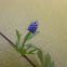 Baldwin’s Eryngo