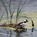Bufflehead