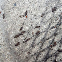 Woodlouse/pillbug