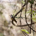 Pale-edged Flycatcher