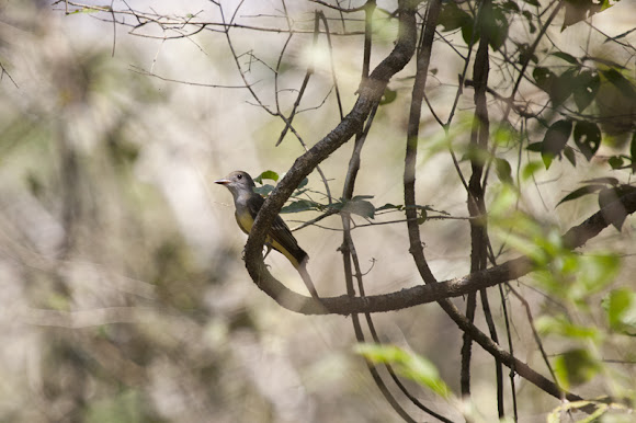 Spotting Image 1