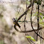 Pale-edged Flycatcher
