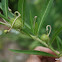 Big Balls Milkweed