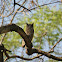 Greyish Eagle-Owl