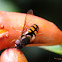 Mosca de las Flores / Garden Hoverfly