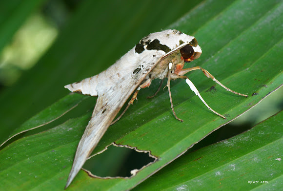 Spotting Image 1