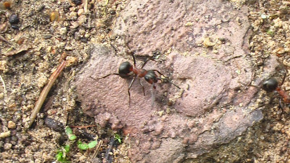Spotting Image 1