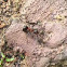 Formica Polyctena Fōrst