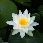 Water lily