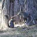 Eastern Gray Squirrel