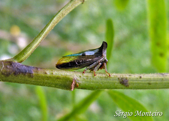Spotting Image 1