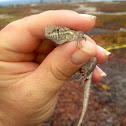 Side-blotched lizard