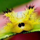 Nettle caterpillar
