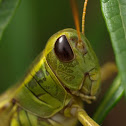 Grasshopper