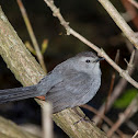Gray Catbird