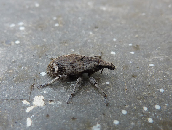 Spotting Image 1