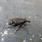 True Weevil or Snout
