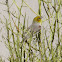 Verdin