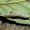 Land Snail