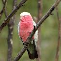 Galah