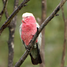 Galah