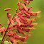 Red Buckeye