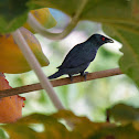 Asian Glossy Starling