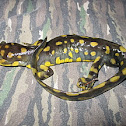 Eastern Tiger Salamander