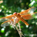 Flame skimmer dragonfly