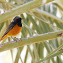 Black Redstart (male)