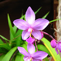 Pleated leaf Spathoglottis