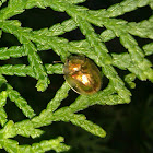 Golden tortoise beetle