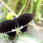 Black Butterfly