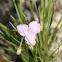 Spiderworts