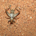 Cricket