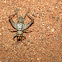 Cricket