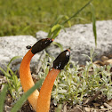 Dog Stinkhorn