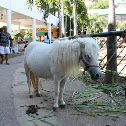 Miniature Horse