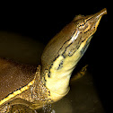 Spiny Softshell Turtle