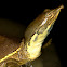 Spiny Softshell Turtle
