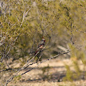 Pyrrhuloxia