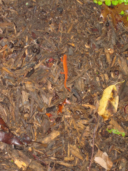 Spotting Image 1