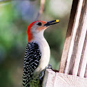 Red-Bellied Woodpecker