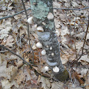 Birch Polypore