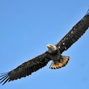 Bald Eagle - Juvenile