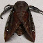 Saddleback Caterpillar Moth