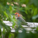 Red-bellied Woodpecker