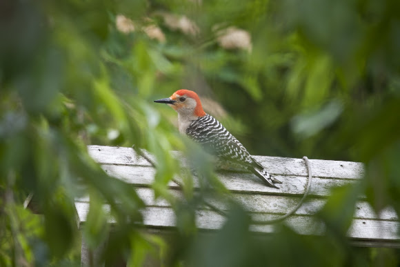 Spotting Image 1