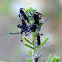 Giant Mesquite Bug nymph