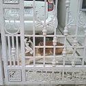 St. Bernard